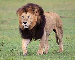 #Kenya_Safaris_Adventure